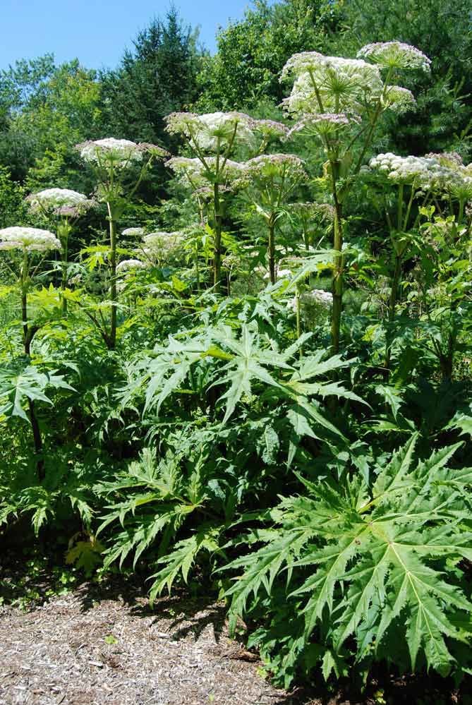 hogweed